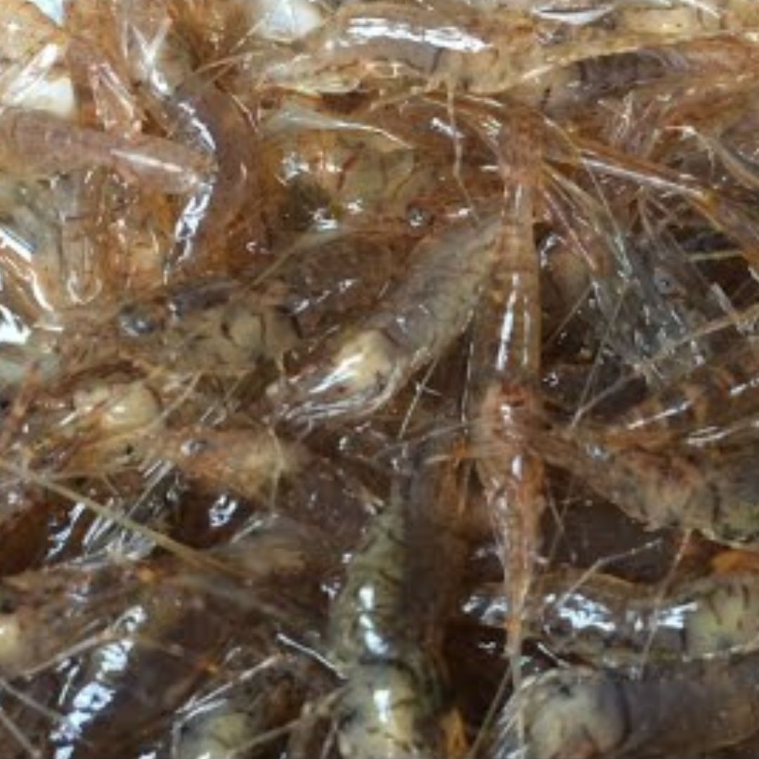 Freshwater Shrimp Scented Fish Attractant