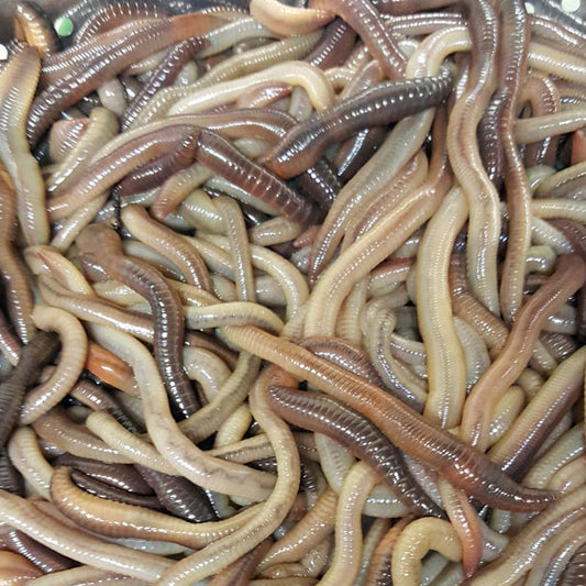 Night Crawler Scented Fish Attractant