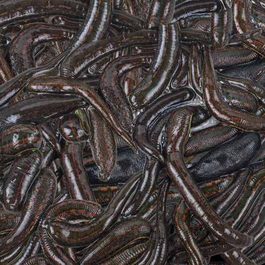 Leech Scented Fish Attractant