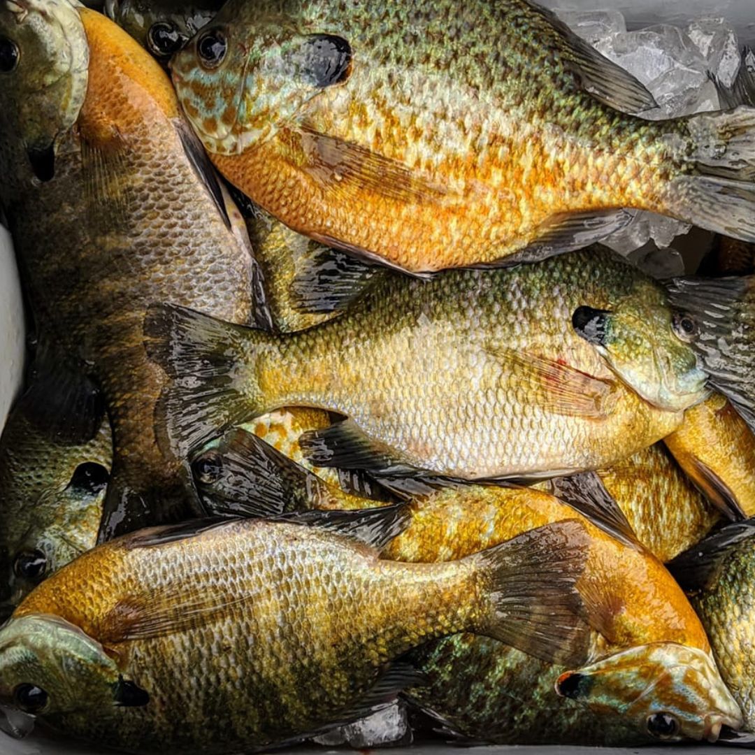 Blue Gill Scented Fish Attractant