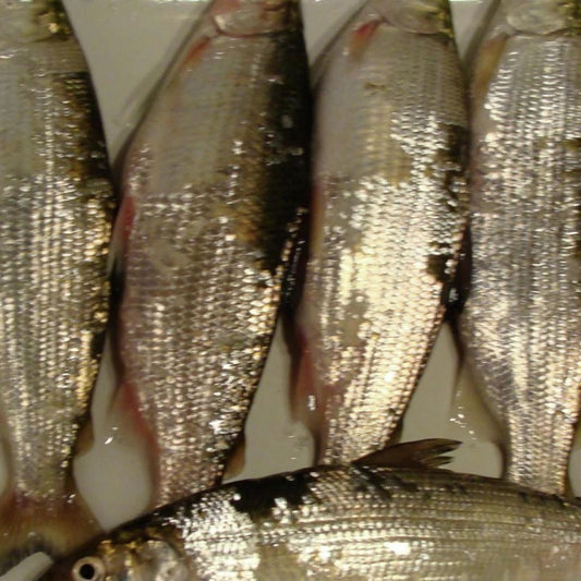 Cisco Scented Fish Attractant